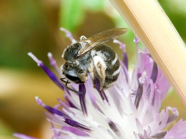 Les abeilles sauvages de Suisse Lasioglosse dos-luisant - Lasioglossum discum