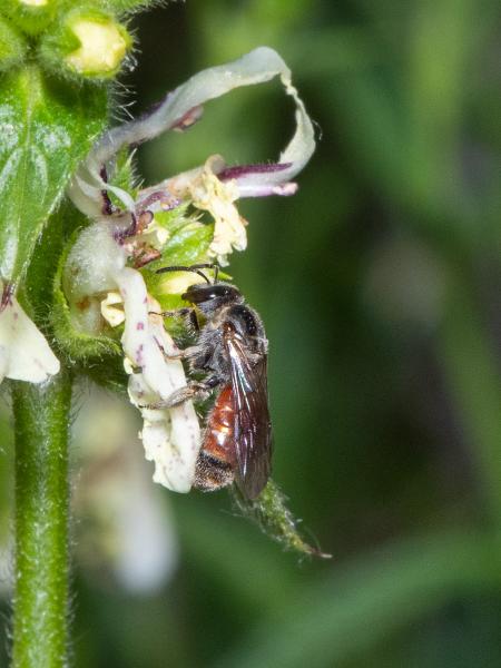 Wildbienen der Schweiz Pracht-Schmalbiene - Lasioglossum elegans