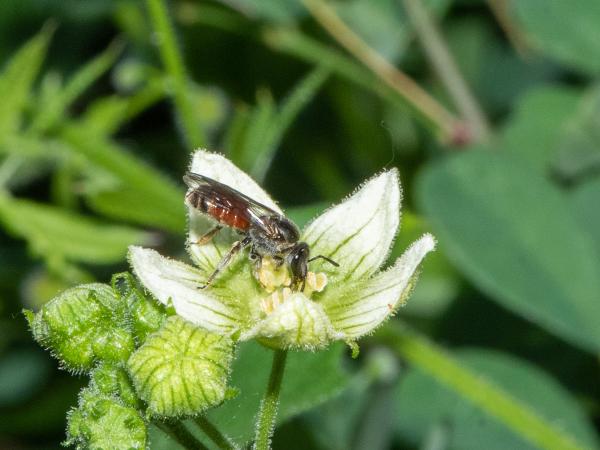 Wildbienen der Schweiz Pracht-Schmalbiene - Lasioglossum elegans