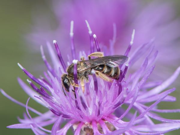 Les abeilles sauvages de Suisse Lasioglosse des steppes - Lasioglossum euboeensis