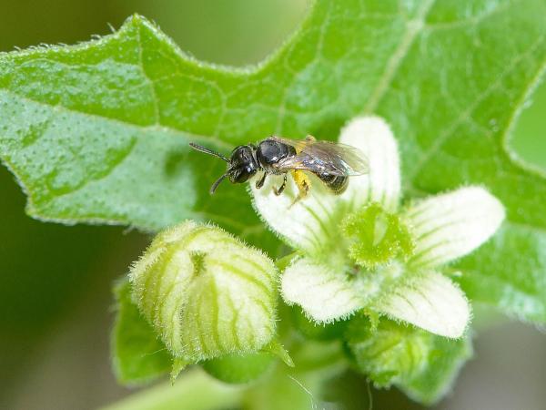 Les abeilles sauvages de Suisse Lasioglosse tête-carrée - Lasioglossum glabriusculum