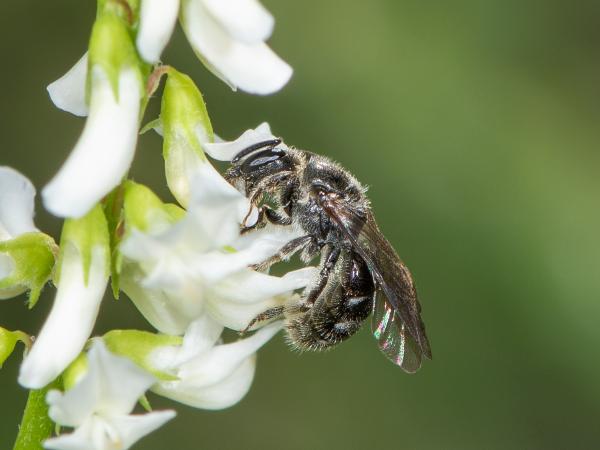Wildbienen der Schweiz Mittlere Schmalbiene - Lasioglossum intermedium