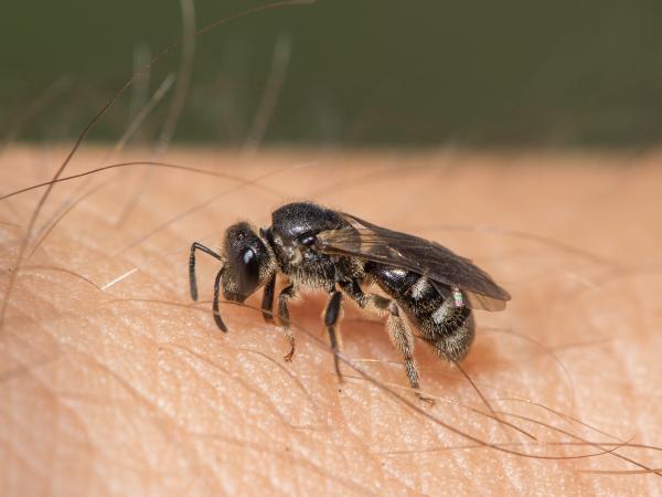 Les abeilles sauvages de Suisse Lasioglosse ventre-large - Lasioglossum lativentre