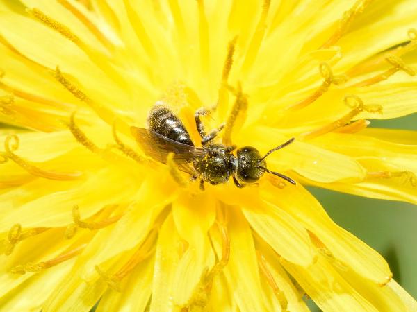 Les abeilles sauvages de Suisse Lasioglosse pieds-blancs - Lasioglossum leucopus