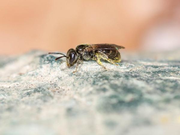 Wildbienen der Schweiz Leuchtende Schmalbiene - Lasioglossum lucidulum