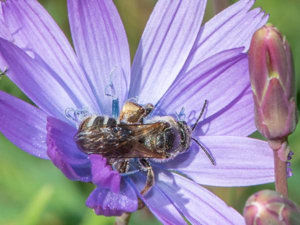 Les abeilles sauvages de Suisse Lasioglosse majeur - Lasioglossum majus