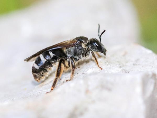 Les abeilles sauvages de Suisse Lasioglosse majeur - Lasioglossum majus