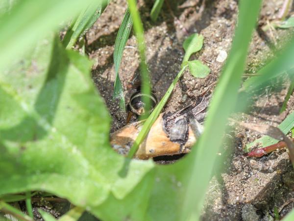 Les abeilles sauvages de Suisse Lasioglosse majeur - Lasioglossum majus