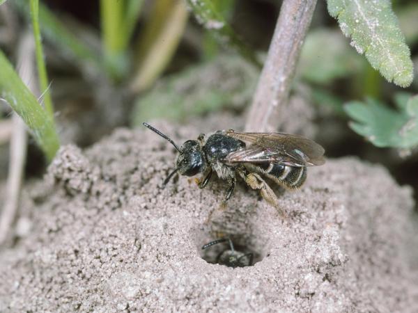 Les abeilles sauvages de Suisse Lasioglosse longue-vie - Lasioglossum marginatum