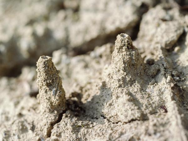 Les abeilles sauvages de Suisse Lasioglosse longue-vie - Lasioglossum marginatum