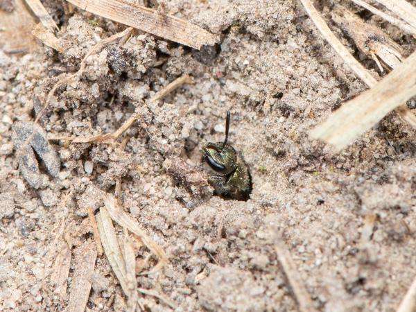 Les abeilles sauvages de Suisse Lasioglosse vert-sombre - Lasioglossum morio