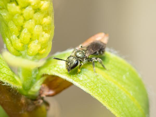 Les abeilles sauvages de Suisse Lasioglosse vert-sombre - Lasioglossum morio