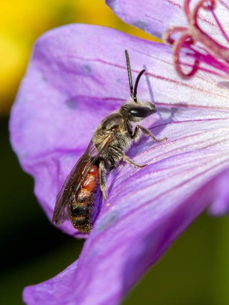 Les abeilles sauvages de Suisse Lasioglosse pieds-noirs - Lasioglossum nigripes