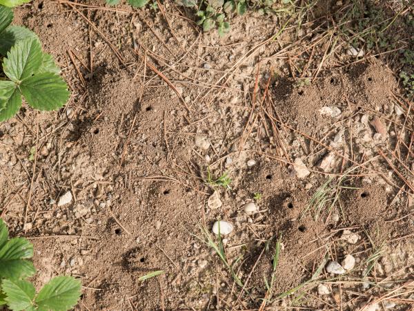 Les abeilles sauvages de Suisse Lasioglosse pieds-noirs - Lasioglossum nigripes