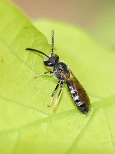 Les abeilles sauvages de Suisse Lasioglosse printanier - Lasioglossum pallens