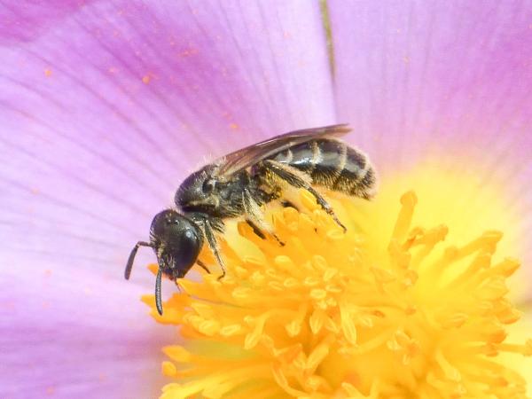 Les abeilles sauvages de Suisse Lasioglosse des champs - Lasioglossum pauxillum