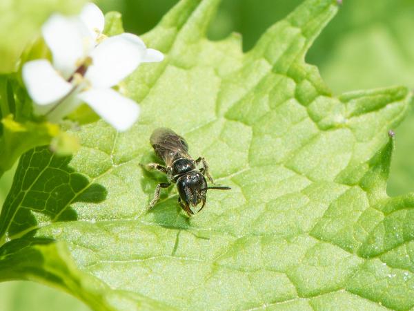 Wildbienen der Schweiz Polierte Schmalbiene - Lasioglossum politum