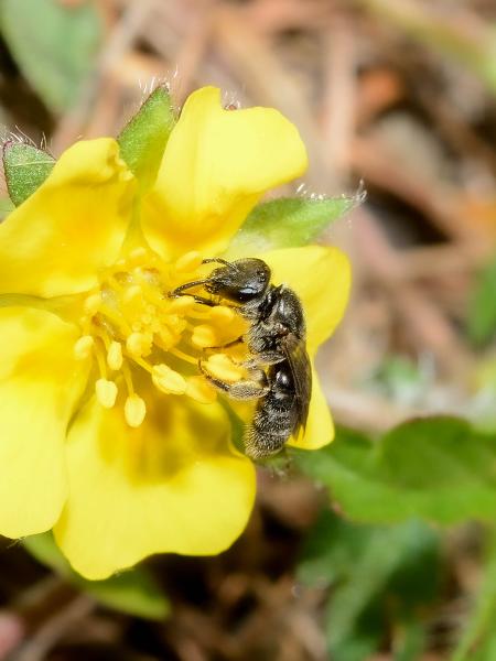 Wildbienen der Schweiz Long-faced Furrow Bee - Lasioglossum punctatissimum