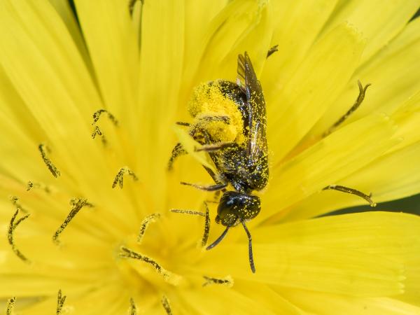 Les abeilles sauvages de Suisse Lasioglosse joues-ponctuées - Lasioglossum puncticolle