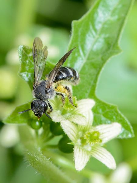 Les abeilles sauvages de Suisse Lasioglosse de l'Asperge, Lasioglosse cendré - Lasioglossum sexnotatum
