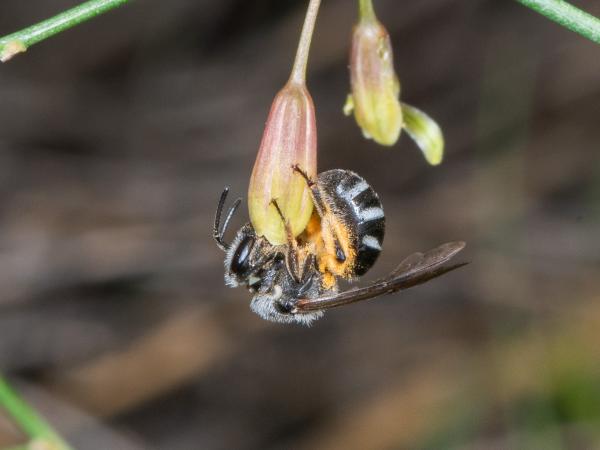 Les abeilles sauvages de Suisse Lasioglosse de l'Asperge, Lasioglosse cendré - Lasioglossum sexnotatum