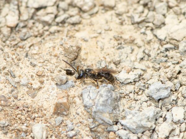 Les abeilles sauvages de Suisse Lasioglosse hirsute - Lasioglossum villosulum