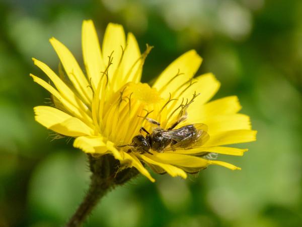 Les abeilles sauvages de Suisse Lasioglosse hirsute - Lasioglossum villosulum