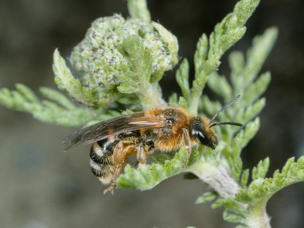 Les abeilles sauvages de Suisse Lasioglosse pattes-jaunes - Lasioglossum xanthopus