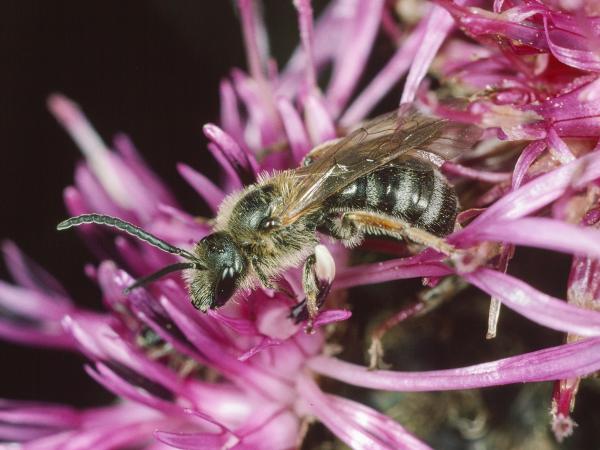 Les abeilles sauvages de Suisse Lasioglosse pattes-jaunes - Lasioglossum xanthopus