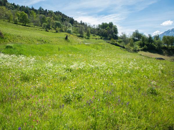 Les abeilles sauvages de Suisse Lasioglosse pattes-jaunes - Lasioglossum xanthopus