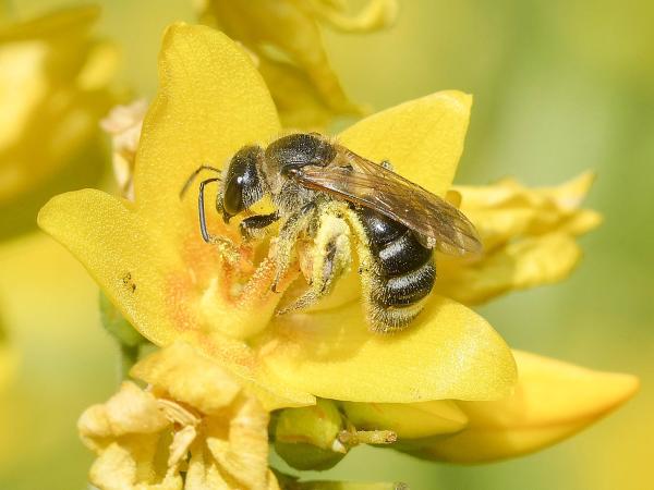 Les abeilles sauvages de Suisse Lasioglosse larges-bandes - Lasioglossum zonulum
