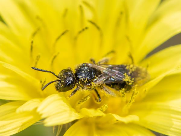 Les abeilles sauvages de Suisse Lasioglosse joues-ponctuées - Lasioglossum puncticolle