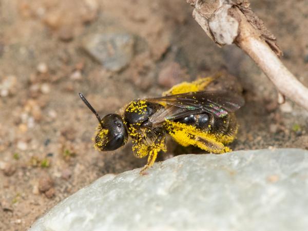 Les abeilles sauvages de Suisse Lasioglosse hirsute - Lasioglossum villosulum