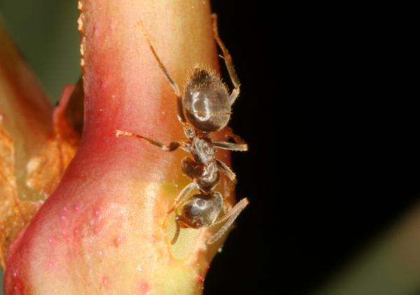 Les espèces néozones de Suisse Fourmi invasive des jardins - Lasius neglectus