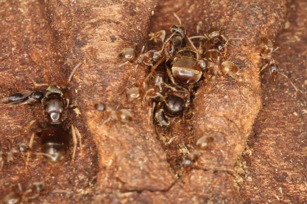 Les espèces néozones de Suisse Fourmi invasive des jardins - Lasius neglectus