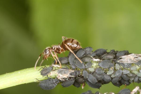 Les espèces néozones de Suisse Fourmi invasive des jardins - Lasius neglectus