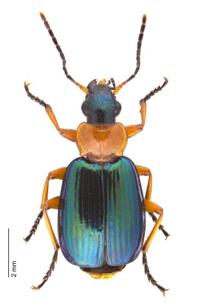   - Lebia chlorocephala