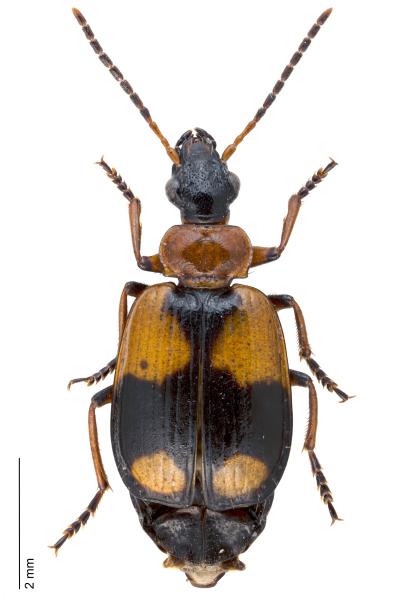   - Lebia cruxminor cruxminor