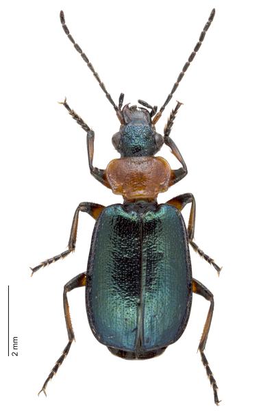 Carabes de Suisse  - Lebia cyanocephala cyanocephala