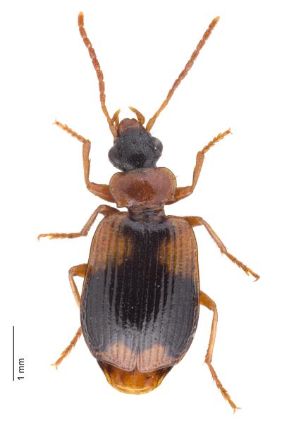   - Lebia humeralis