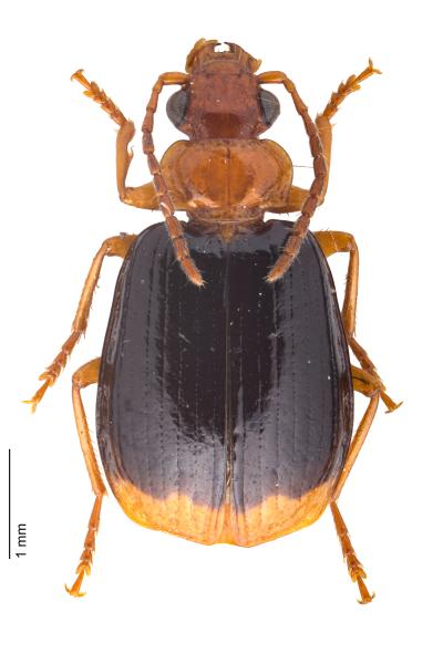   - Lebia marginata