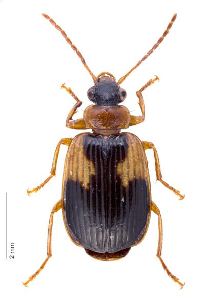   - Lebia scapularis scapularis