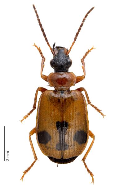   - Lebia trimaculata