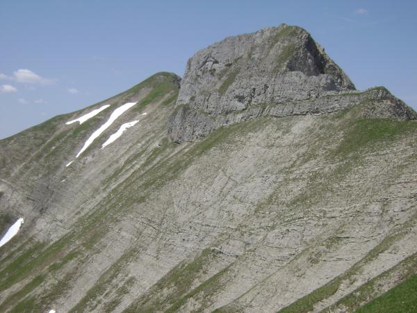   - Leistus montanus