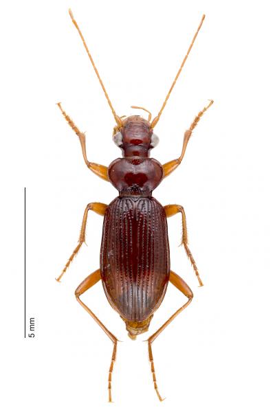   - Leistus ferrugineus