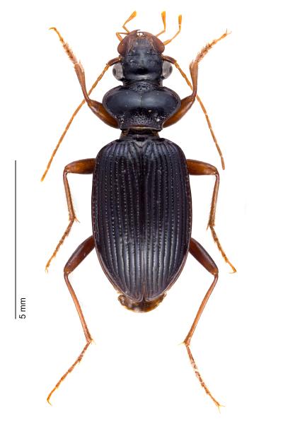 Carabes de Suisse  - Leistus fulvibarbis fulvibarbis