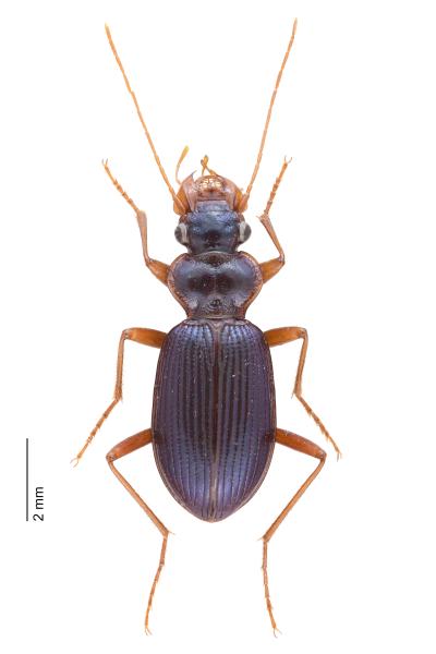   - Leistus montanus