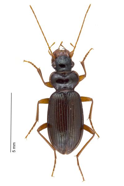   - Leistus nitidus