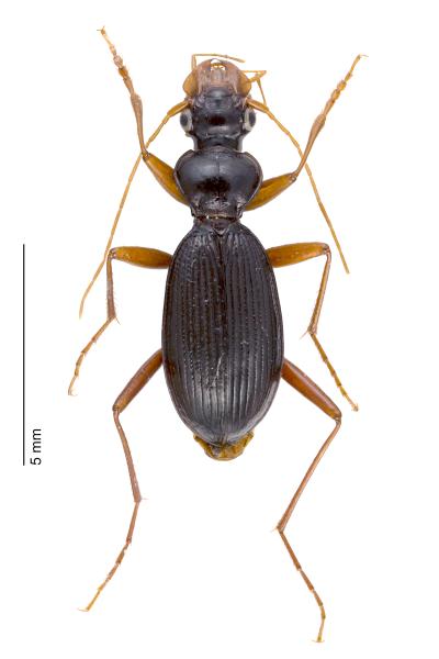 Carabes de Suisse  - Leistus piceus piceus
