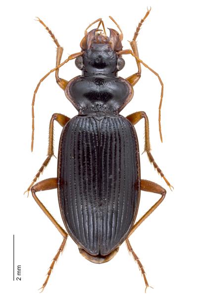   - Leistus rufomarginatus